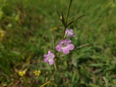 Agalinis communis