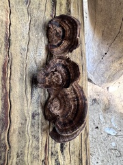 Microporus xanthopus