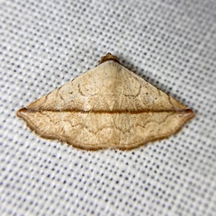 Eublemma perversicolor