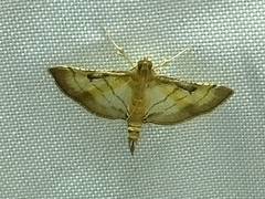 Marasmia poeyalis