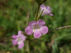 Agalinis communis
