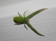 Cetratus rubropunctatus