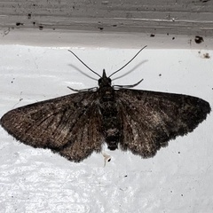 Pasiphilodes testulata