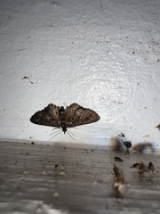 Pasiphilodes testulata