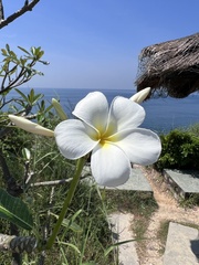 Plumeria