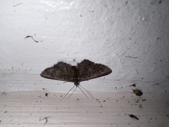 Pasiphilodes testulata