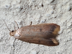 Tachystola acroxantha