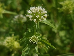Acicarpha tribuloides