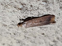 Tachystola acroxantha