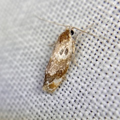 Piloprepes gelidella
