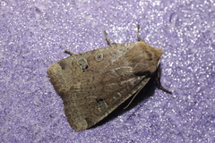 Conistra erythrocephala