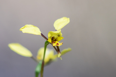 Diuris platichila