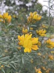 Genista