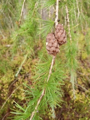 Larix decidua