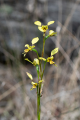 Diuris platichila