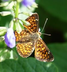 Emesis phyciodoides