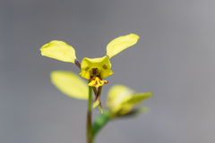Diuris platichila