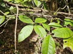 Psychotria carthagenensis