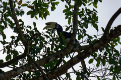 Anthracoceros albirostris