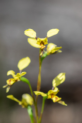 Diuris platichila