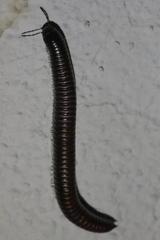 Ommatoiulus sabulosus