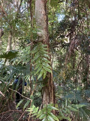 Arthropteris tenella