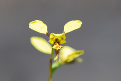 Diuris platichila