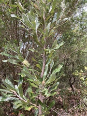 Banksia serrata