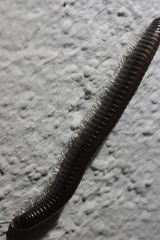 Ommatoiulus sabulosus