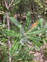 Banksia serrata