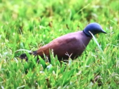 Streptopelia tranquebarica