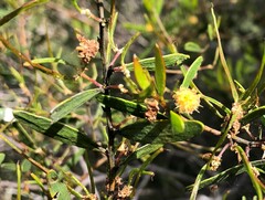 Acacia verniciflua