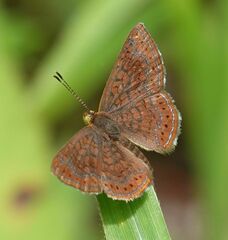 Calephelis arizonensis