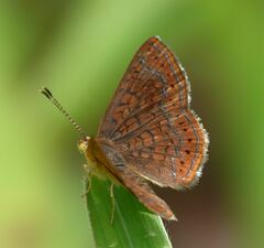 Calephelis arizonensis