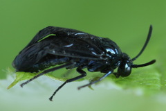 Arge gracilicornis