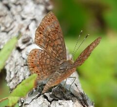 Calephelis arizonensis