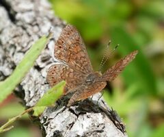 Calephelis arizonensis