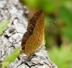 Calephelis arizonensis