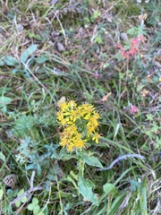 Solidago virgaurea virgaurea