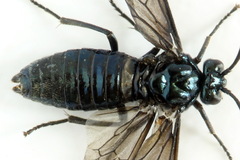Arge gracilicornis