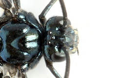 Arge gracilicornis