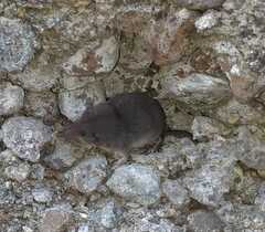 Crocidura suaveolens