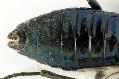 Arge gracilicornis