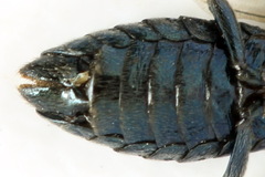 Arge gracilicornis