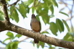 Pterorhinus perspicillatus