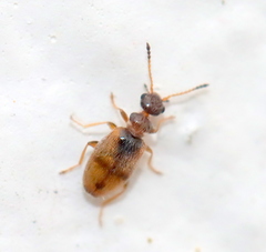 Anthicidae