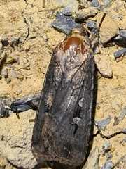 Agrotis infusa