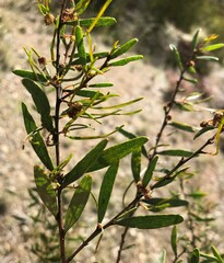Acacia verniciflua