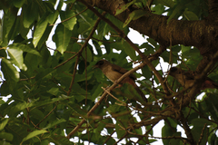 Pterorhinus perspicillatus