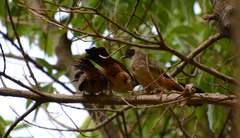 Pterorhinus perspicillatus